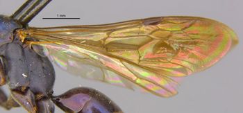 Media type: image;   Entomology 13626 Aspect: Wing front